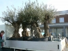 Oude olijfbomen voor in hardstenen bakken voor in binnentuin Middelharnis