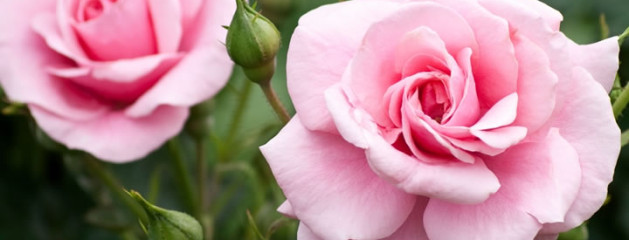 Geluksmoment: de eerste roos