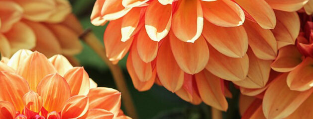 Planten september